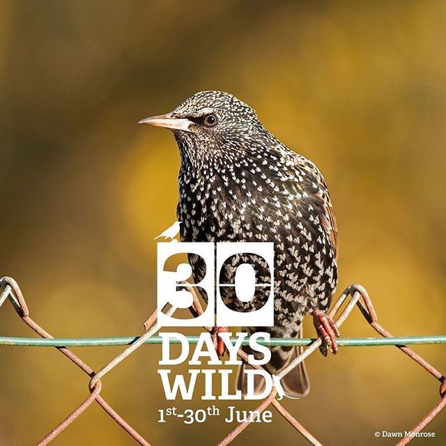 30 days wild starling