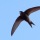 Swifts, swallows and martins: how to tell the difference