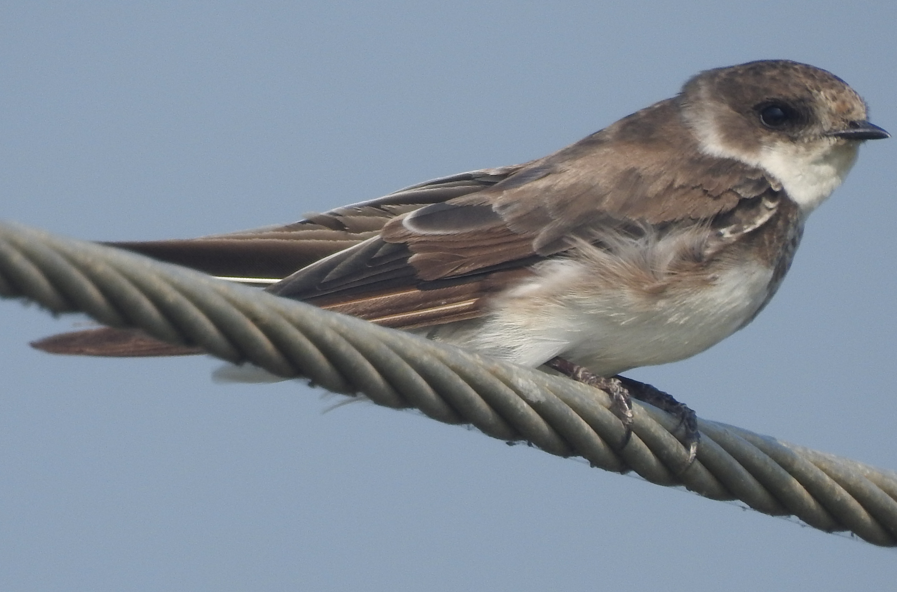 Sand martin perched on a wire
