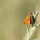 UK butterflies to spot in summer